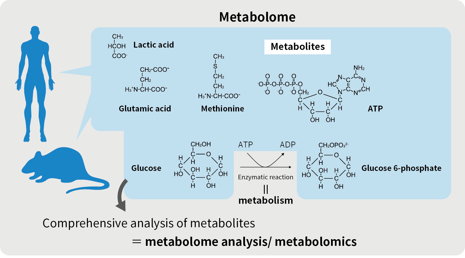 research on metabolism