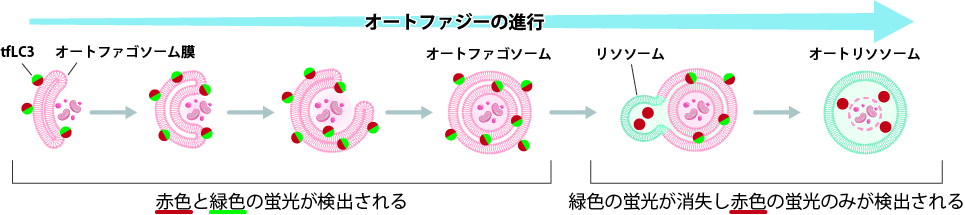 オートファジーの進行