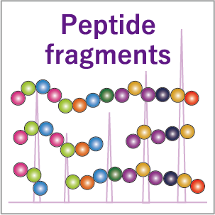 解析プラン特徴｜ペプチド断片解析