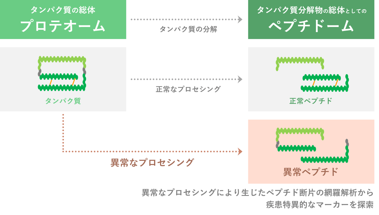 タンパク質断片としてのペプチドーム