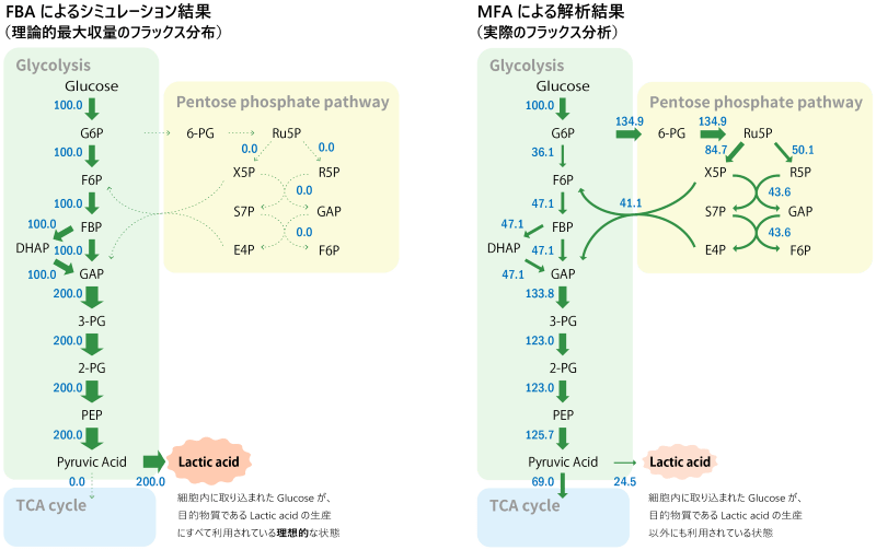 Lactic acid 生産を例としたフラックス解析
