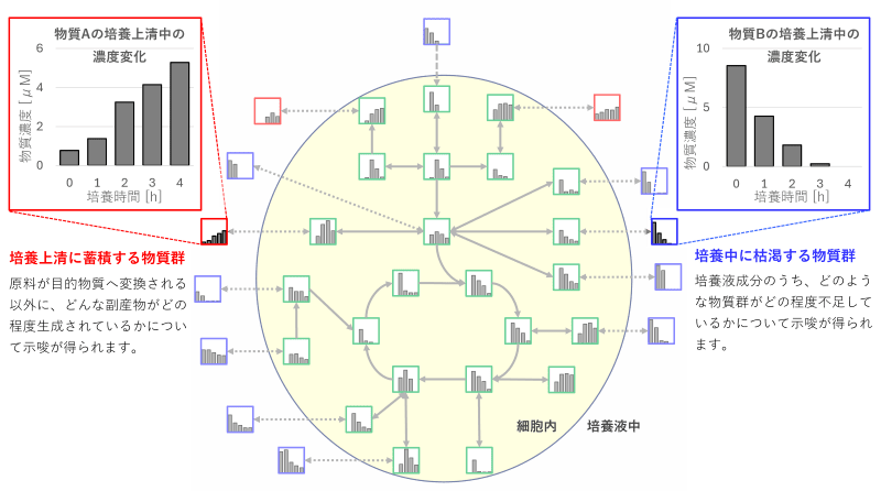 本サービスによる細胞内外の代謝変化の可視化とそこから得られる示唆の例