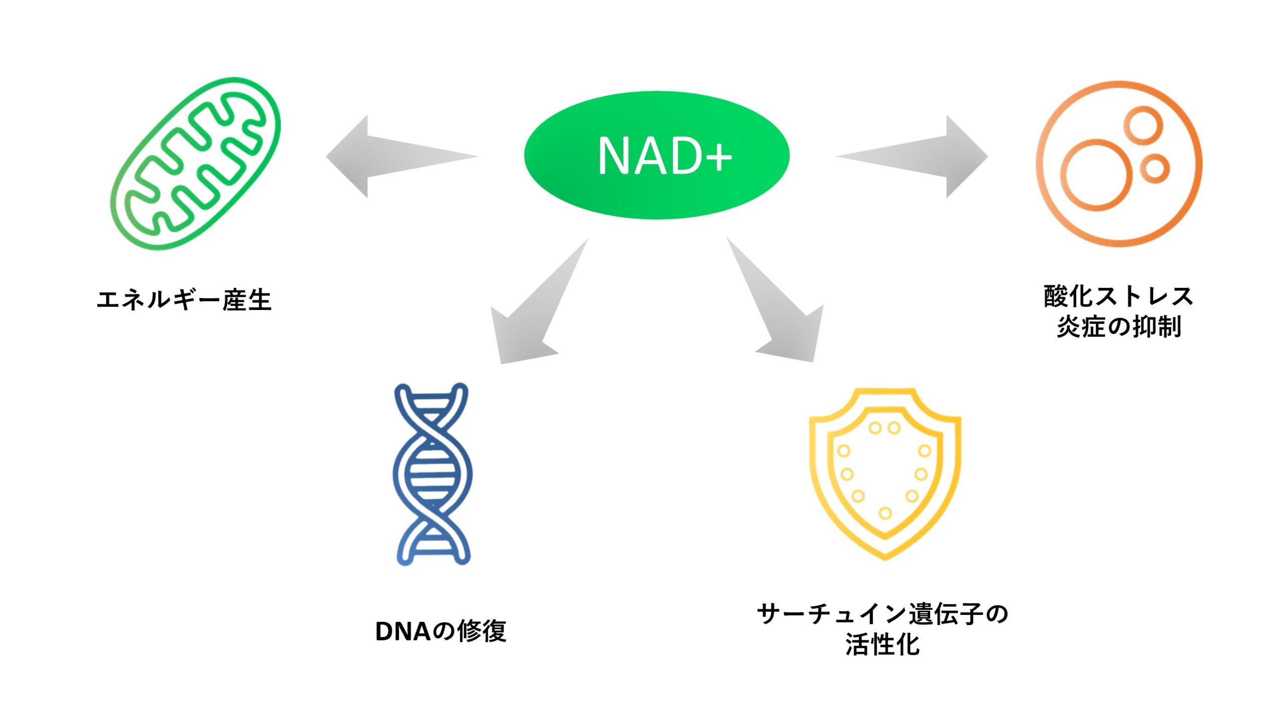 NAD+は多彩な生命活動に関わっている
