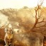 Australian koala wildlife in the fire